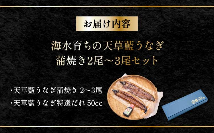 うなぎ 【ミシュラン1つ星店 採用】 国産 蒲焼き2-3尾 400g ギフト 蒲焼き 白焼き 鰻重 鰻丼 【数量限定】海水育ちの天草藍うなぎ 蒲焼き 2〜3尾セット（計約400g）鰻  