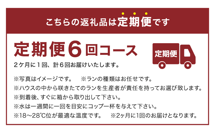 【定期便6回】ミディ胡蝶蘭の定期便（2ヶ月に1回）洋蘭 観賞用 贈答用