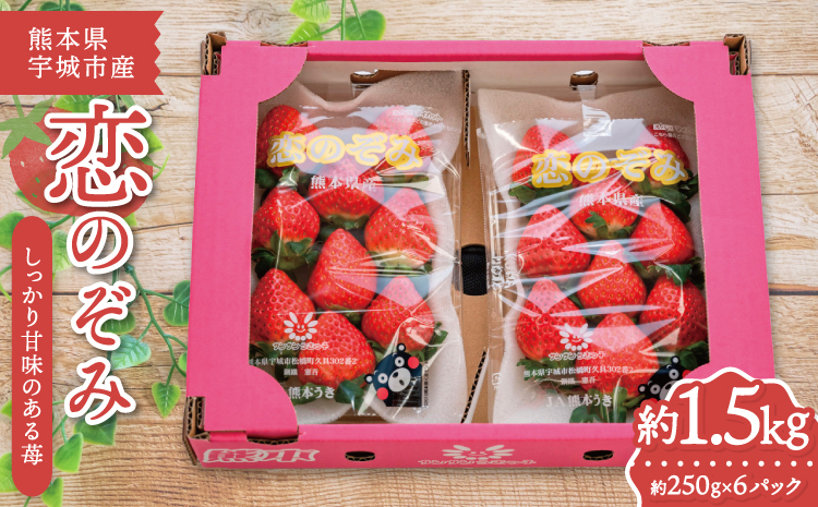 先行予約 いちご 恋のぞみ (250g×6パック) 合計1.5kg 【2026年2月上旬～3月上旬発送予定】熊本県産  冷蔵 小分け いちご 熊本県産 苺 JA熊本うき