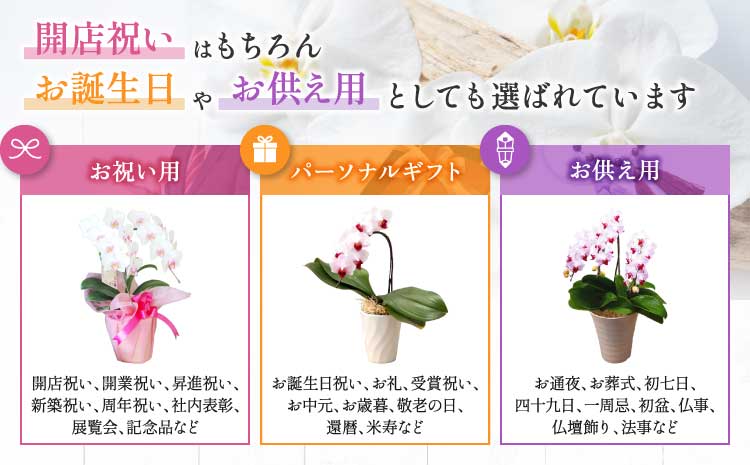 洋蘭 洋蘭ギフトL 鉢花 （高さ60～80cm） 蘭 鉢 鉢植え 胡蝶蘭 ギフト 熊本県産 【森水木のラン屋さん】 お祝い 誕生日 鉢植え 花 贈り物 蘭