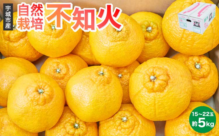 先行予約 不知火 自然栽培不知火 約5kg（15～22玉） 【2026年3月上旬~2026年4月上旬頃発送予定】 みかん 蜜柑 柑橘 国産 九州 柑橘 果物 フルーツ 宇城市産 【株式会社la Nui.】