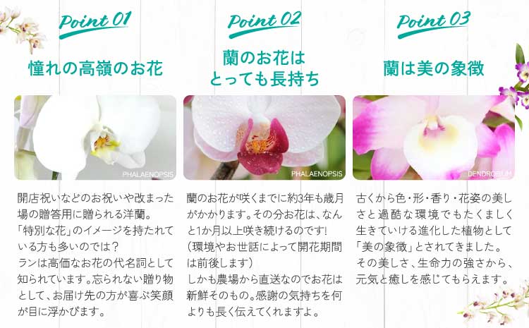 洋蘭 洋蘭ギフトL 鉢花 （高さ60～80cm） 蘭 鉢 鉢植え 胡蝶蘭 ギフト 熊本県産 【森水木のラン屋さん】 お祝い 誕生日 鉢植え 花 贈り物 蘭