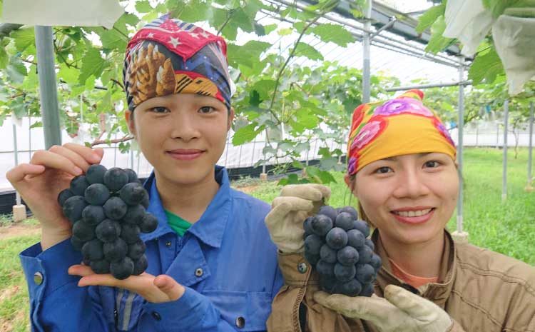 【先行予約】 熊本県 宇城市産 巨峰 2〜3房 約1kg【ギフトボックス】【2026年7月下旬〜8月上旬頃発送予定】ギフト ぶどう ブドウ 葡萄 大粒