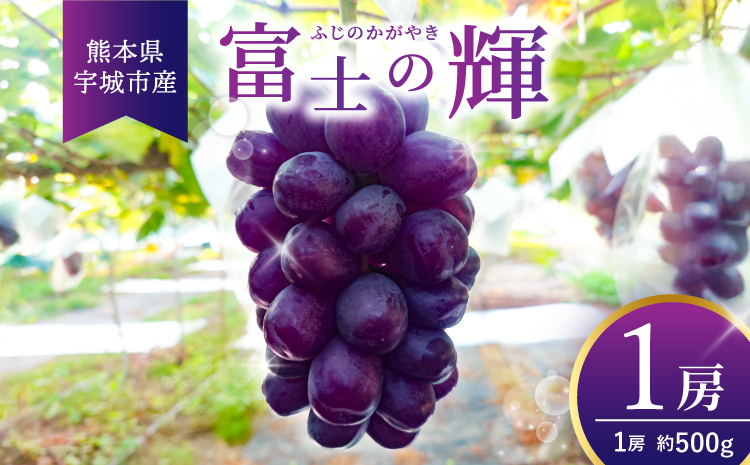 先行予約 黒いシャインマスカット 富士の輝 1房（約500g）【2026年8月上旬から8月下旬発送予定】 清水果樹園 シャインマスカット マスカット ブドウ ぶどう 熊本県 宇城市