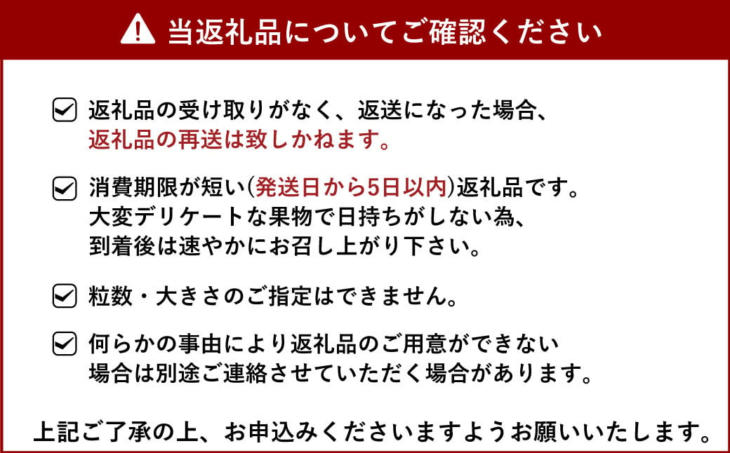 【3月発送】化粧箱入り 宇城市産 あまおとめ 約600g（約300g×2パック）【NAGATA FARM】合計600g 果物 くだもの フルーツ 果実 苺 いちご イチゴ