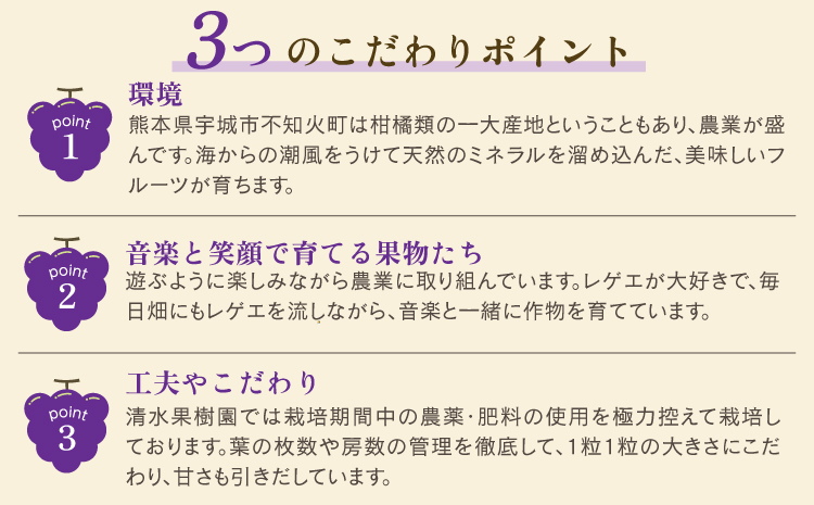 先行予約 黒いシャインマスカット 富士の輝 2房（約500g×2）計約1kg【2026年8月上旬から8月下旬発送予定】 清水果樹園 シャインマスカット マスカット ブドウ ぶどう 熊本県 宇城市