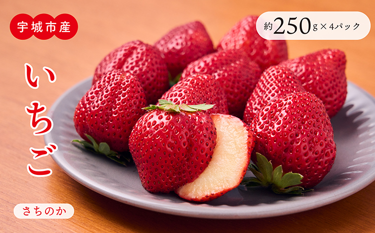 【4月発送】 先行予約 いちご 「さちのか」約250g×4パック 宇城市産いちご 熊本県産いちご 宇城市産いちご 熊本いちご 国産いちご いちご4パック 2026年4月上旬発送予定