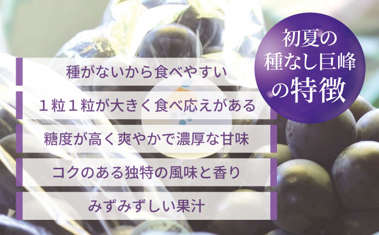 7月のぶどう屋さん 種なし巨峰 4房入り 1.5kg 松川果樹園 種無し巨峰 種なし たねなし きょほう ぶどう 葡萄 熊本県 宇城市産 冷蔵 送料無料【2026年7月上旬〜8月上旬頃順次発送予定】