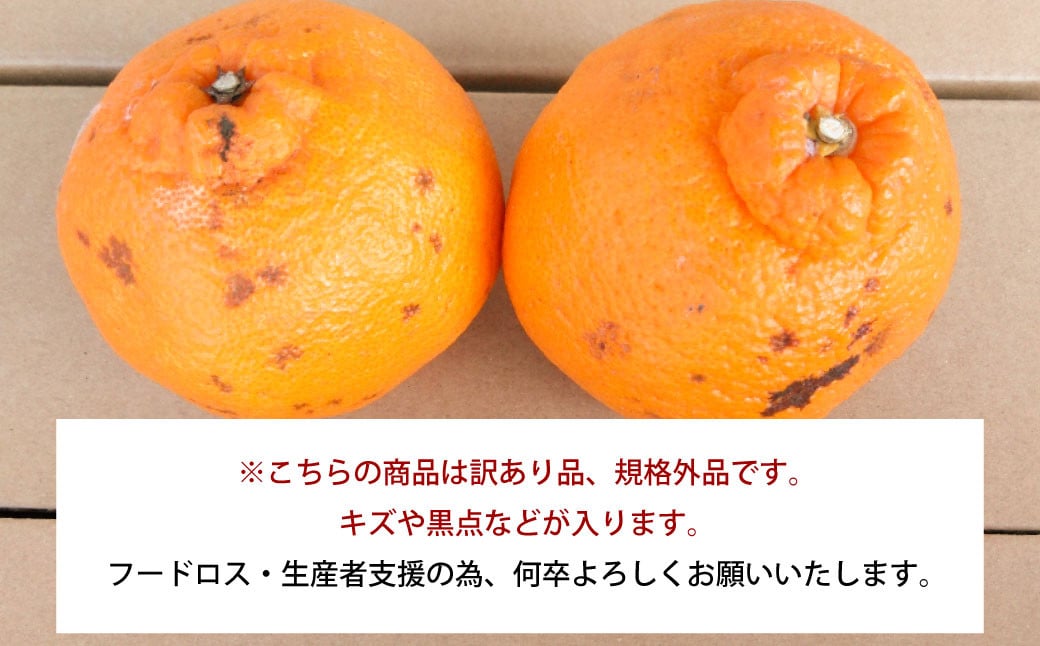 訳あり 不知火 8kg 規格外 サイズ不選別【2025年1月下旬～2月下旬発送予定】 果物 くだもの フルーツ 柑橘 訳アリ