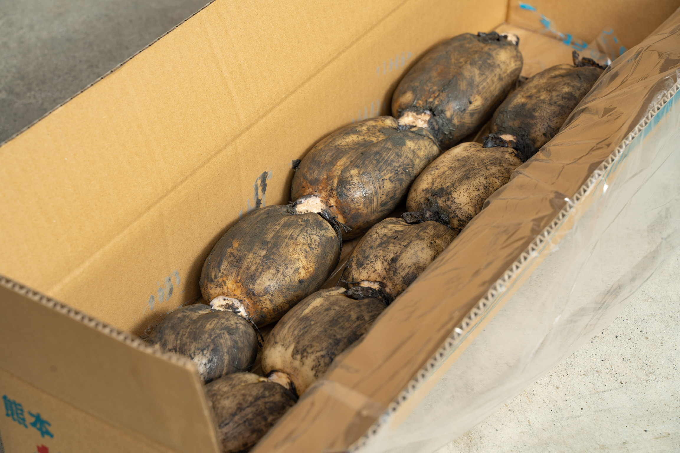 レンコン 斎藤さん家の「生」れんこん 約2kg (約2〜3本 節数：8〜10節）【2025年9月上旬〜2026年3月上旬発送予定】レンコン 泥付き 産地直送 蓮根 熊本県産 国産 九州 熊本県 宇城市