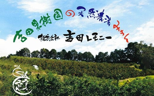 愛紅小町 あいかちゃん 約3kg 15〜20玉 2Lサイズ 【吉田レモニー】【2024年10月上旬〜2025年1月下旬発送】温州みかん