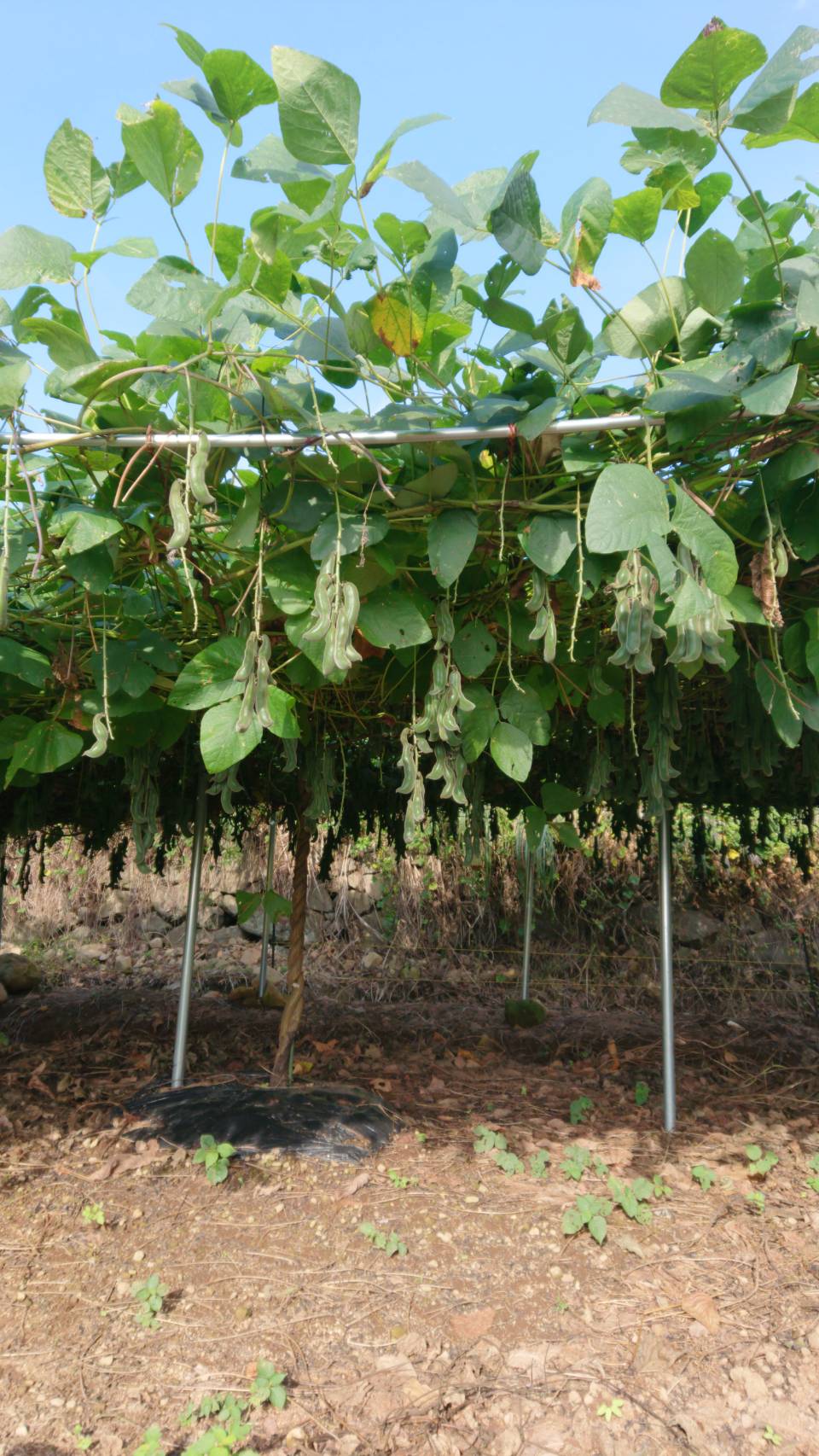 熊本産 焙煎 ムクナ豆 茶 （八升豆茶） 3g×18 ノンカフェイン お茶 茶 飲料 むくな豆 ティーバッグ 熊本県 宇城市