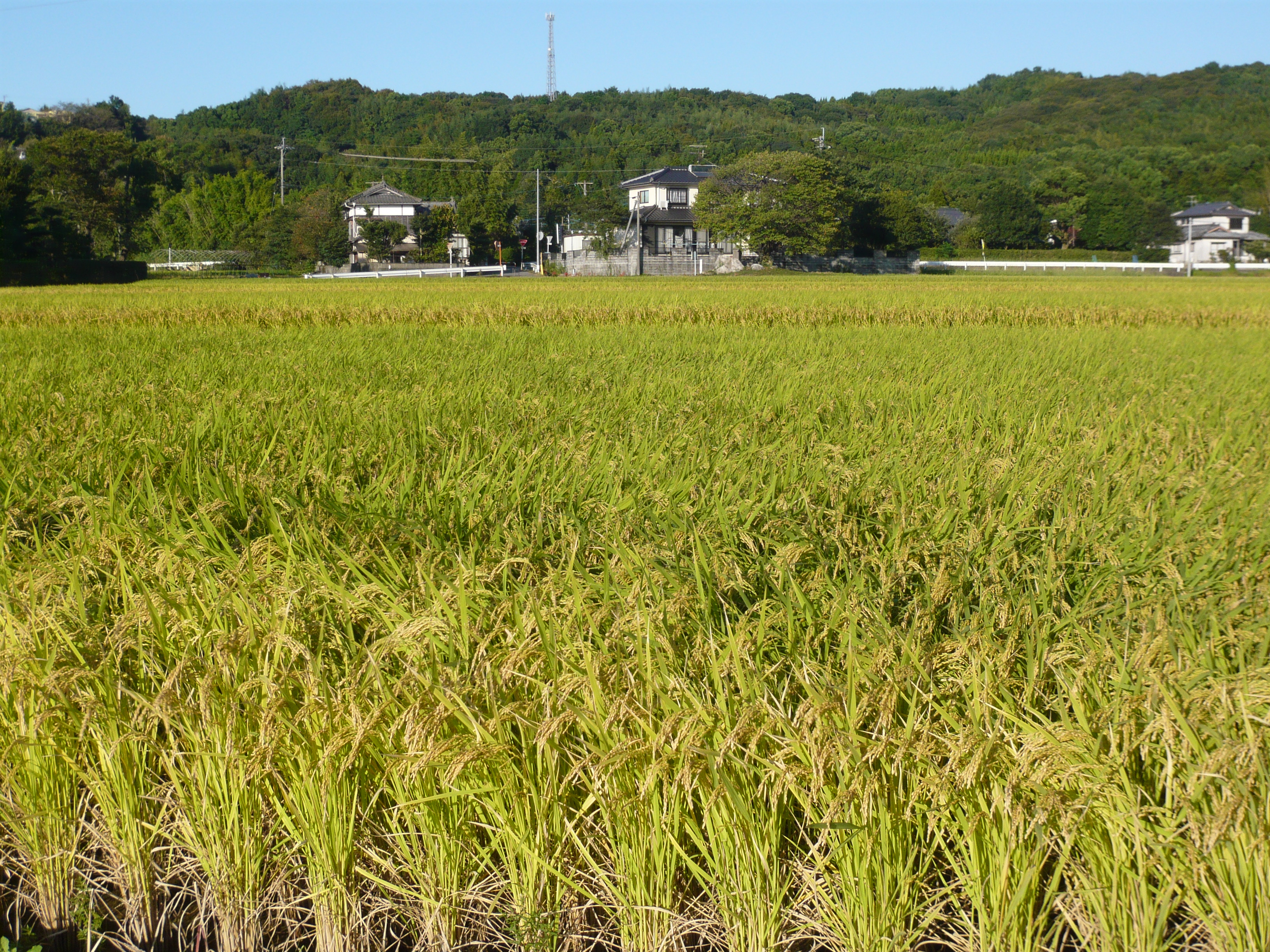 【令和7年産】うきうきう米 10kg 森のくまさん お米 うるち精米 ごはん ご飯 国産 【2026年10月下旬までに発送予定】