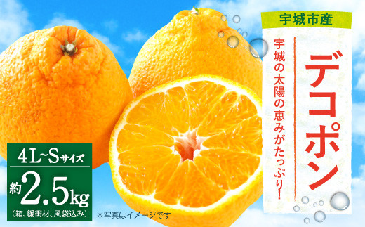 【2024年2月下旬〜順次発送予定】熊本県宇城市産 デコポン 4L〜Sサイズ 約2.5kg でこぽん 不知火 果物 柑橘