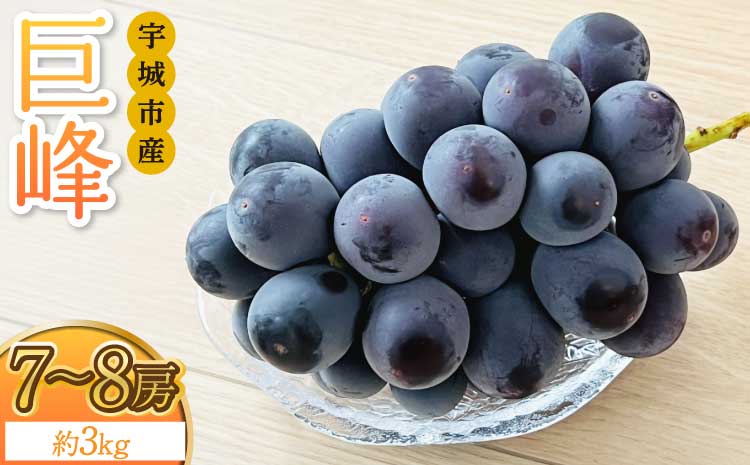 【先行予約】 巨峰 3kg 7～8房 【2026年8月上旬〜2026年8月下旬発送予定】 きょほう 葡萄 ぶどう みのだ観光農園