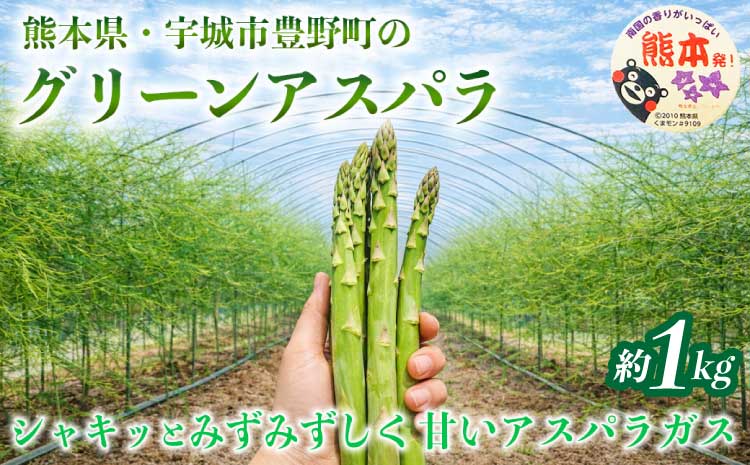 訳あり アスパラガス グリーンアスパラ アスパラ あすぱら 約1kg (S～L) 【2026年7月上旬～2026年10月中旬発送予定】野菜 春野菜 旬野菜 生鮮食品 熊本 熊本県 宇城市 みずみずしい 甘い シャキシャキ やわらかい 日本フルーツ