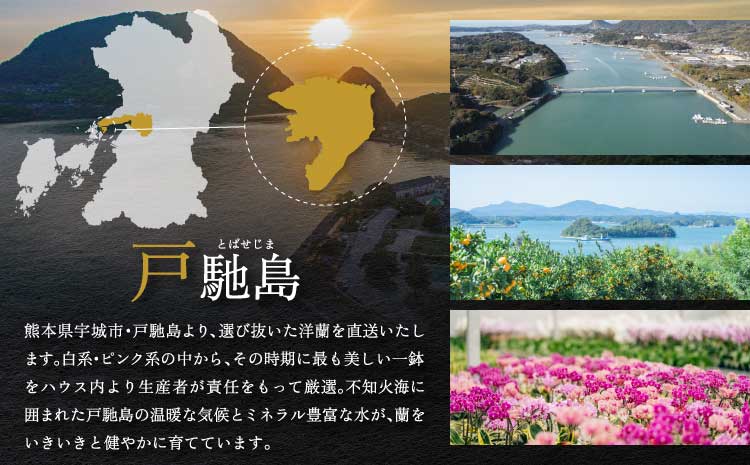 胡蝶蘭 花 母の日 ミディ胡蝶蘭 KouBou 大地 2本立ち 【2026年5月上旬頃発送予定】 プレゼント 蘭 ラン 洋蘭 ミディサイズ 観賞用 お祝い 贈答 贈答用 かわいい おしゃれ 鉢植え 風呂敷 インテリア 産地直送 送料無料 株式会社なかがわ