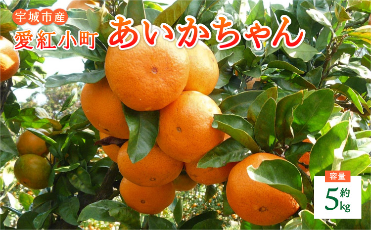 愛紅小町 あいかちゃん 約5kg 45〜55玉 【吉田レモニー】 【2025年10月上旬-2026年1月下旬発送】温州みかん