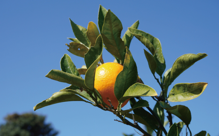 先行予約 みかん 尾崎 早生 温州みかん 約5kg (30玉前後) 【2026年12月上旬から12月下旬頃発送予定】 早生みかん みかん ミカン 蜜柑 フルーツ 果物 くだもの ひでみかん