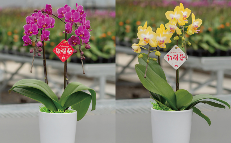 【定期便6回】ミディ胡蝶蘭の定期便（2ヶ月に1回）洋蘭 観賞用 贈答用