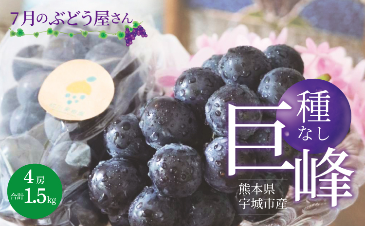7月のぶどう屋さん 種なし巨峰 4房入り 1.5kg 松川果樹園 種無し巨峰 種なし たねなし きょほう ぶどう 葡萄 熊本県 宇城市産 冷蔵 送料無料【2026年7月上旬〜8月上旬頃順次発送予定】