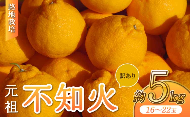 【先行予約】 訳あり 路地栽培 元祖 不知火 約5kg 【2026年3月上旬-2026年4月下旬発送予定】 不揃い わけあり しらぬい 柑橘 蜜柑 みかん ミカン 果物 くだもの フルーツ 国産