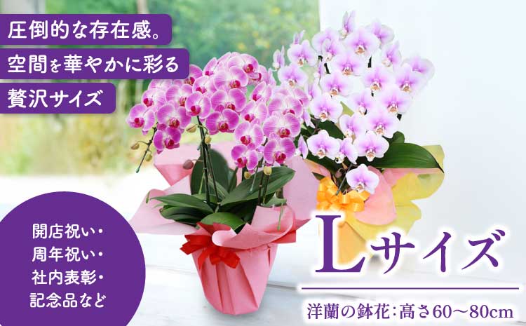 洋蘭 洋蘭ギフトL 鉢花 （高さ60～80cm） 蘭 鉢 鉢植え 胡蝶蘭 ギフト 熊本県産 【森水木のラン屋さん】 お祝い 誕生日 鉢植え 花 贈り物 蘭