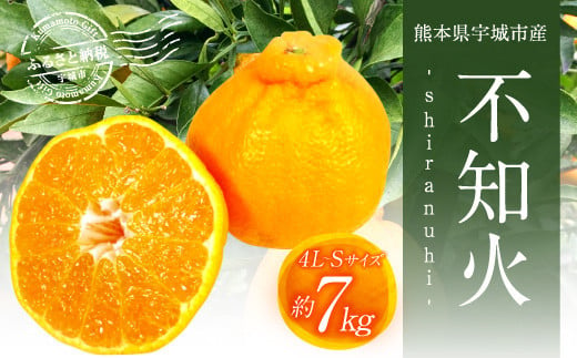 【先行予約】【2024年2月上旬〜順次発送予定】宇城市産 不知火 4L〜Sサイズ 約7kg 果物 柑橘