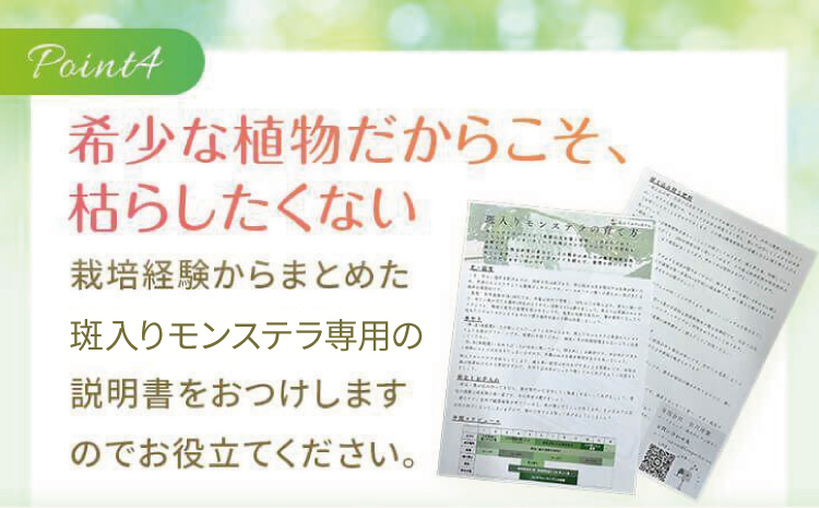 【森水木のラン屋さん】斑入り モンステラ タイ コンステレーション 2.5号ポット 栽培苗 植え替えセット付き ベージュ系素焼き鉢 熊本県 宇城市産 モンステラ 希少品種 観葉植物 インテリア グリーン 希少 希少品種 斑入り植物 おしゃれ ギフト 室内 人気 初心者 向け リビング 開店祝い 新築祝い