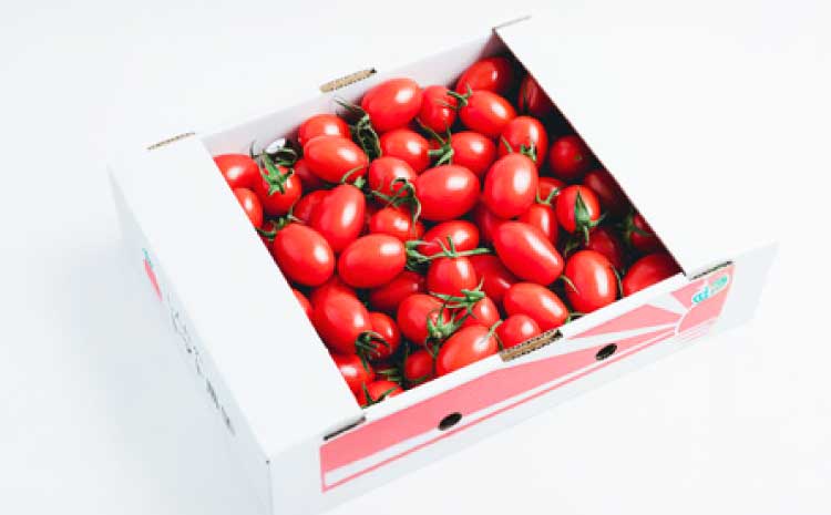 宇城市産 フルーツトマト アイコ 約2kg【2026年4月上旬〜6月中旬頃順次発送予定】【しんたのトマト農園】