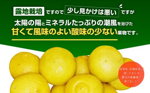 【2024年1月上旬〜順次発送予定】はるか 約3kg（15玉〜20玉）吉田レモニー みかん 柑橘