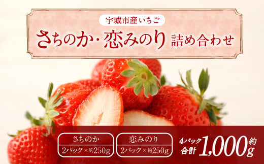 【4月発送】宇城市産いちご 「さちのか」「恋みのり」詰め合わせ 各約250g×2パック 計4パック 【わたなべいちご園】