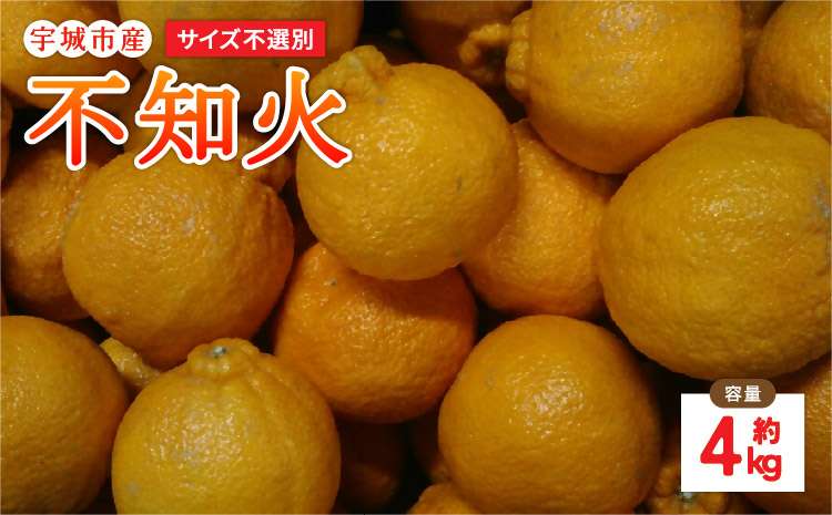 先行予約 不知火 4kg サイズ不選別 果物 くだもの フルーツ 柑橘 2026年1月下旬～2月下旬発送予定