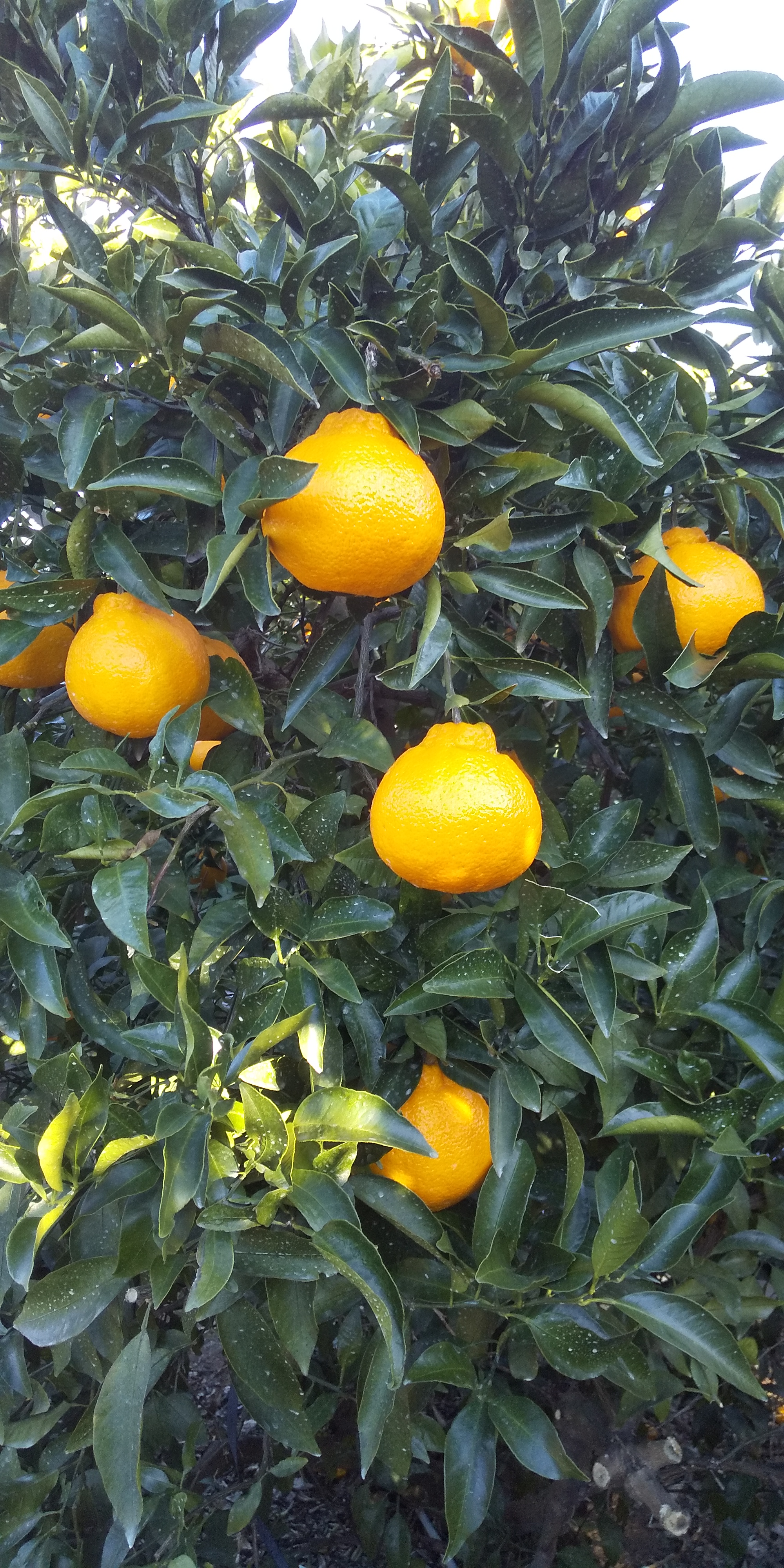 å
è¡äºçŽ äžç¥ç« çŽ5kgïŒ15ïœ22çïŒ ã2026幎3æäžæ¬ã4æäžæ¬çºéäºå®ã ããã¬ã ææ©é¡ ã¿ãã ãã«ã³ èæ æç© ãã«ãŒã å®ååžç£ çæ¬çç£ ä¹å·ç£ ã²ããææš¹å