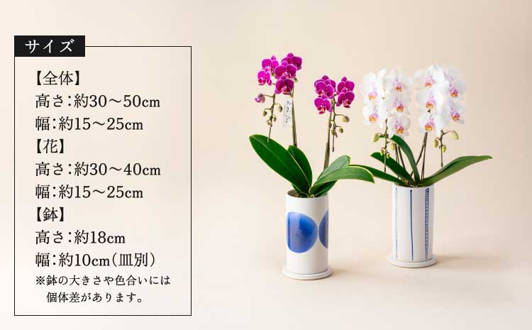  胡蝶蘭 花 母の日 ミディ胡蝶蘭 KouBou 空 2本立ち 【2026年5月上旬頃発送予定】 プレゼント 蘭 ラン 洋蘭 ミディサイズ 観賞用 お祝い 贈答 贈答用 かわいい おしゃれ 鉢植え 風呂敷 インテリア 産地直送 送料無料 株式会社なかがわ