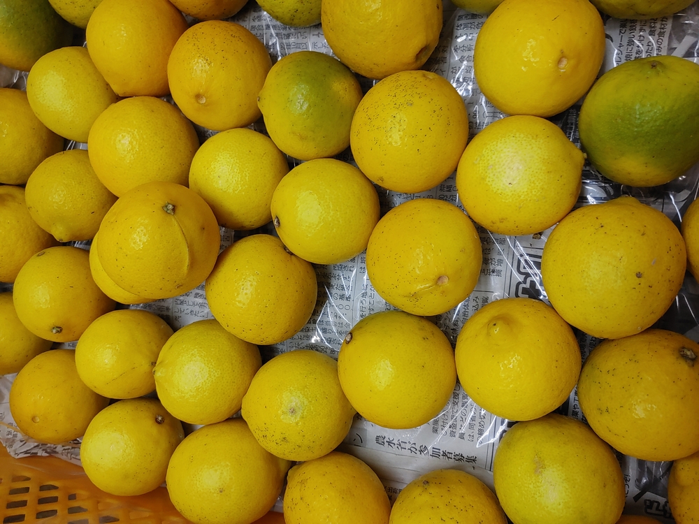 ライム 国産 約1.5kg 10～20玉【吉田レモニー】【2025年9月下旬-2026年3月中旬発送】柑橘 小玉 らいむ