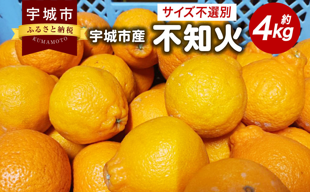 不知火 4kg サイズ不選別【2025年1月下旬～2月下旬発送予定】 果物 くだもの フルーツ 柑橘