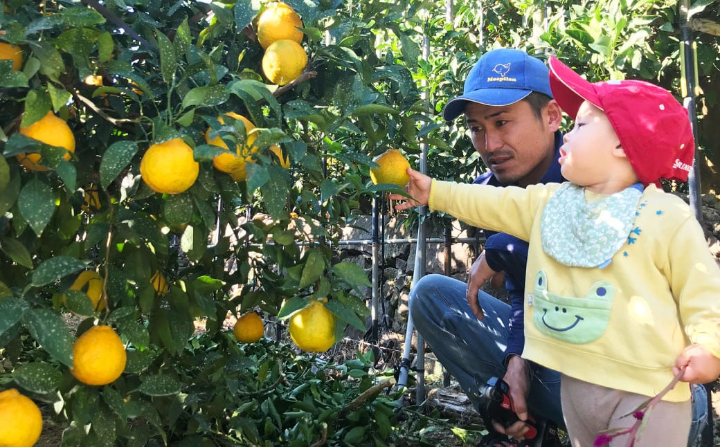 【先行予約】訳あり ハウス 不知火 約5kg【合同会社宝Farm】【2025年1月下旬から3月上旬発送予定】