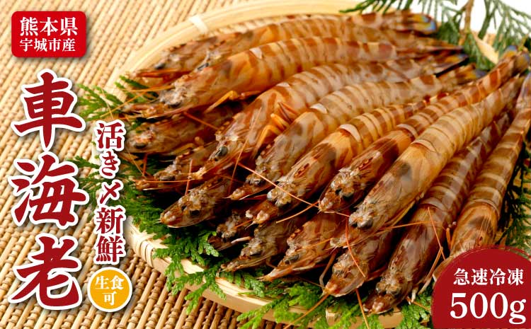 熊本県産 急速冷凍 車海老 500g(18〜26尾) 生食可 瞬間冷凍