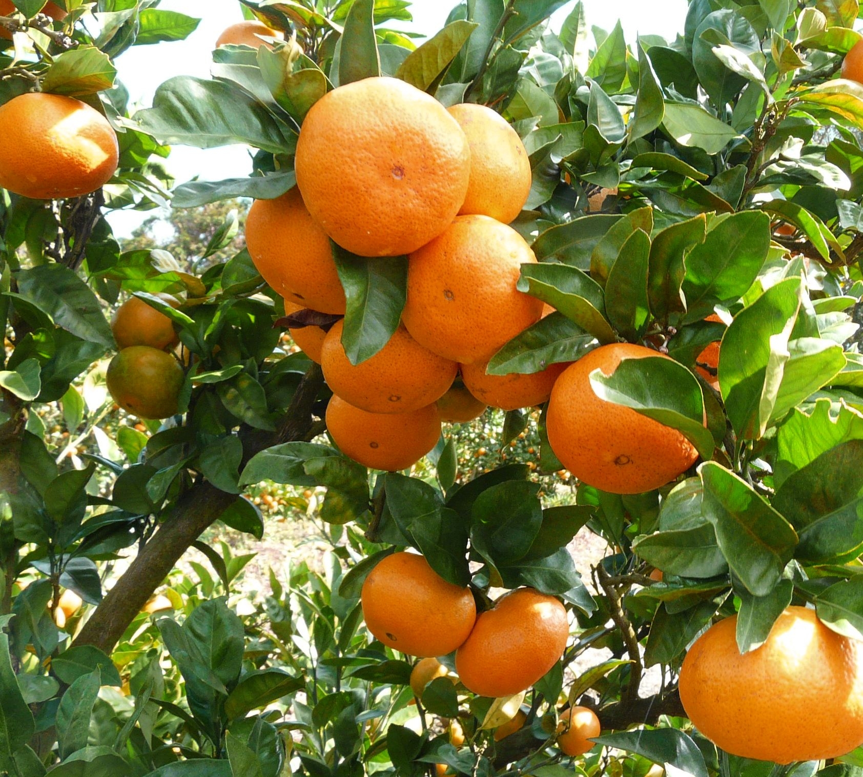 愛紅小町 あいかちゃん 約5kg 45〜55玉 【吉田レモニー】 【2025年10月上旬-2026年1月下旬発送】温州みかん