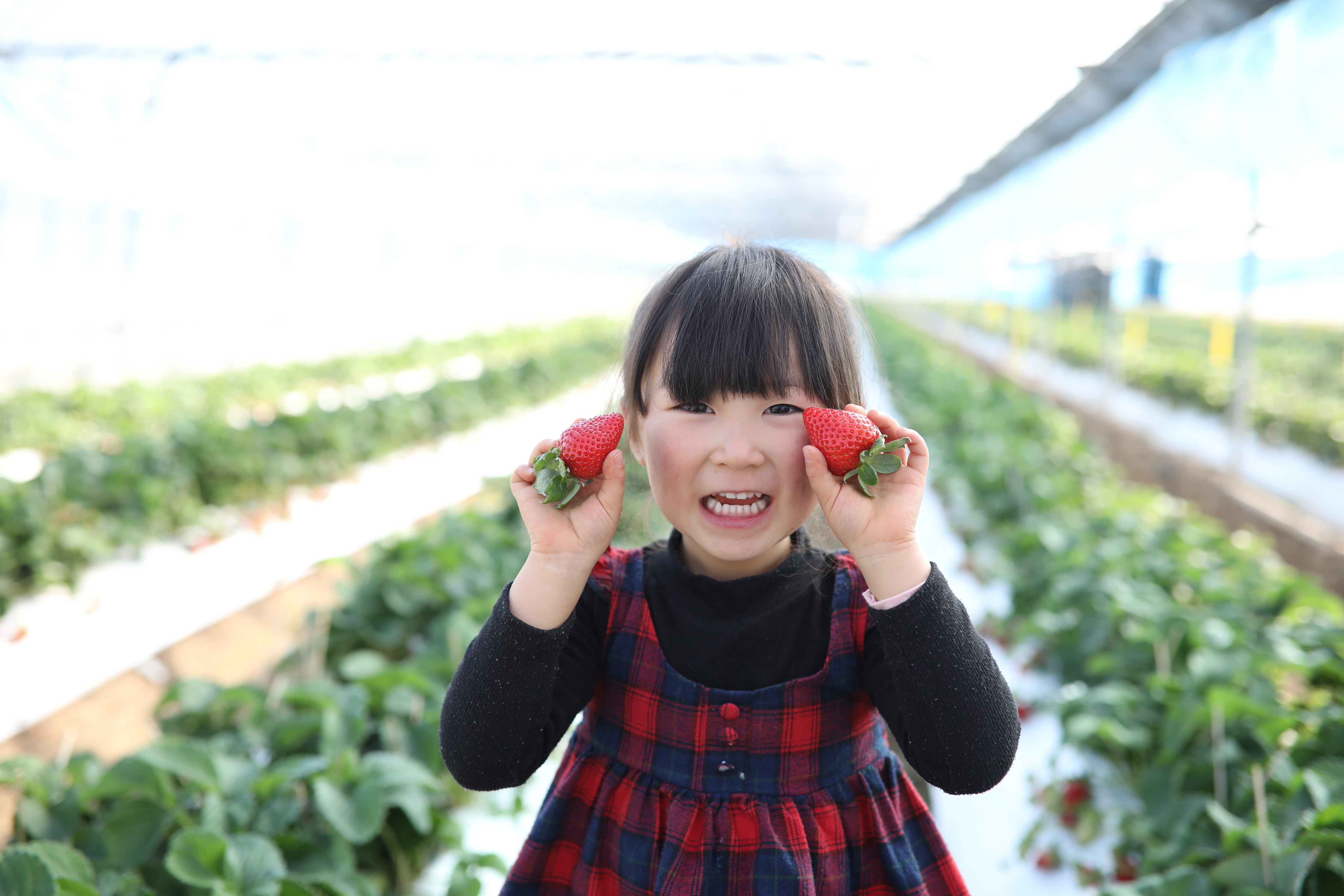 完熟 冷凍 いちごバター 「バタ苺」 1袋（12g×40個） 合計480g  園村苺園