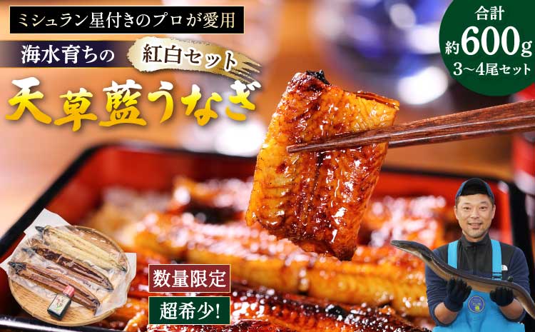 うなぎ 【ミシュラン1つ星店 採用】 国産 紅白 3～4尾セット 計600g  【数量限定】海水育ちの天草藍うなぎ 鰻 ニホンウナギ 惣菜 熊本県産 九州 国産 冷凍