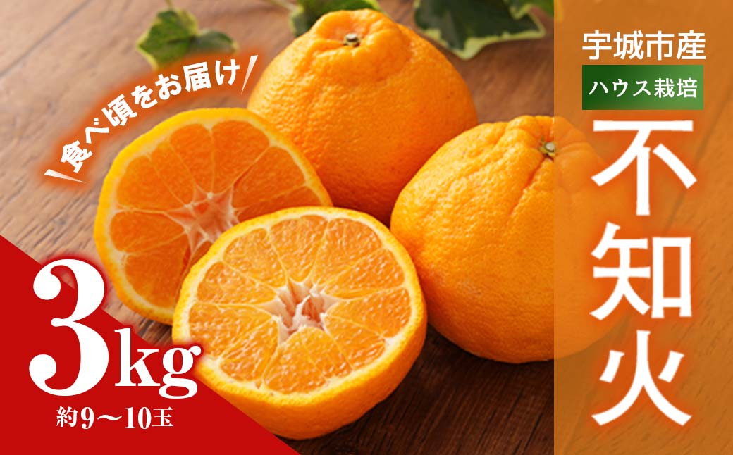 【先行予約】宇城市産 ハウス栽培 不知火 約3kg【うちやま果樹園】【2025年2月下旬から6月下旬発送予定】フルーツ 果物 くだもの 柑橘 しらぬい