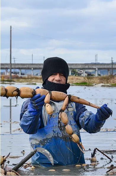レンコン 斎藤さん家の「生」れんこん 約2kg (約2〜3本 節数：8〜10節）【2025年9月上旬〜2026年3月上旬発送予定】レンコン 泥付き 産地直送 蓮根 熊本県産 国産 九州 熊本県 宇城市