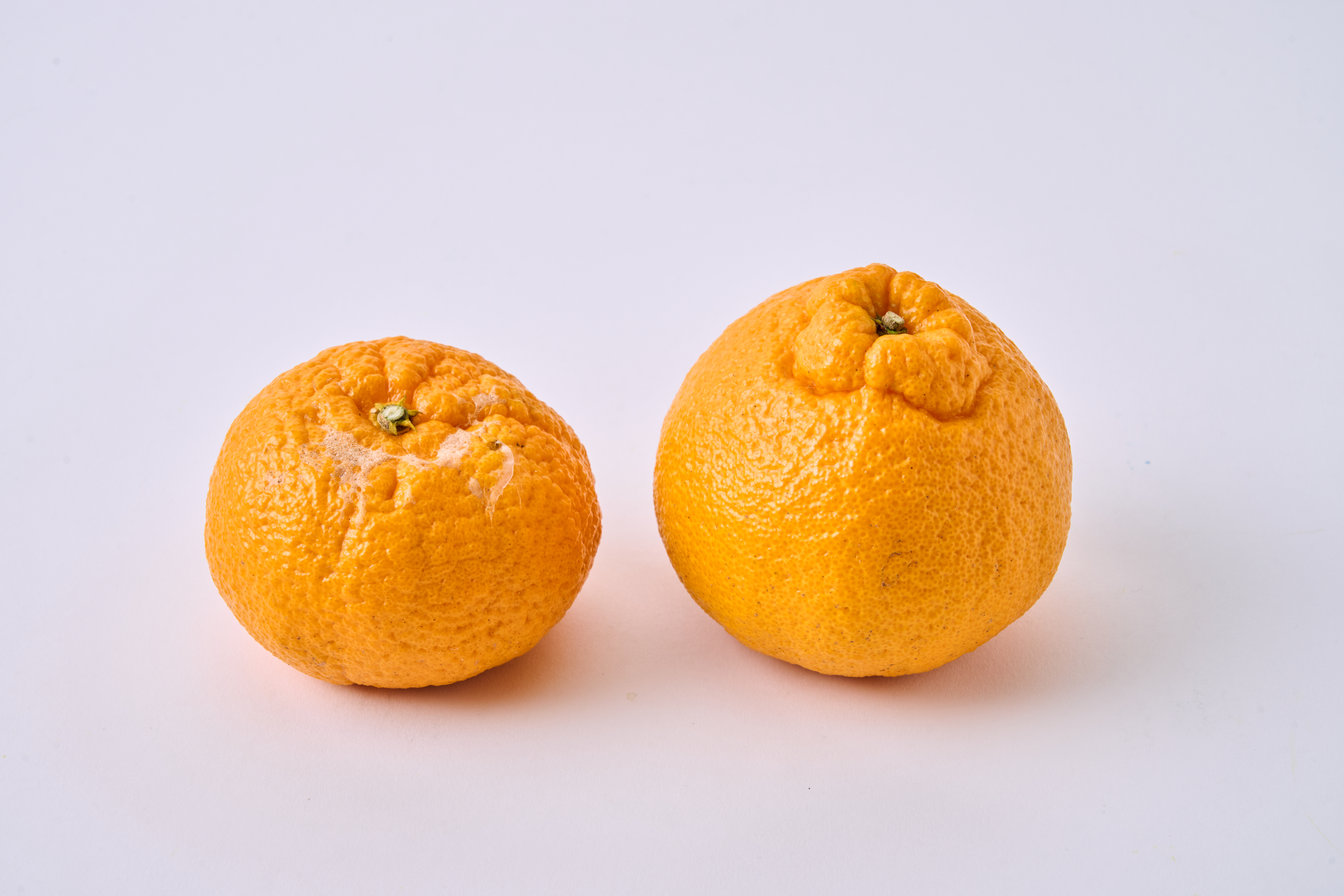 å
è¡äºçŽ èš³ãã äžç¥ç« æããäžç¥ç« éžã¹ã容é çŽ10kg ã2026幎4æäžæ¬ãã2026幎6æäžæ¬çºéäºå®ã åŸ¡è©ææš¹å ãããã äžæã ããã¬ã ææ© å®ååž çæ¬çç£