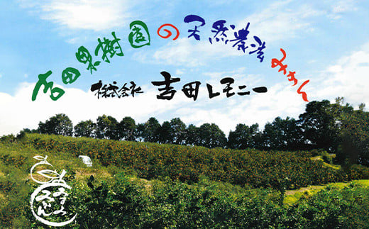 愛紅小町 あいかちゃん 約3kg 25〜35玉【吉田レモニー 】【2024年10月上旬〜2025年1月下旬発送】温州みかん