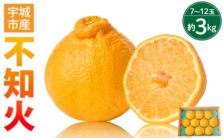 先行予約 不知火 約3kg（7～12玉前後） 【2026年3月上旬~2026年4月上旬頃発送予定】 しらぬい 蜜柑 ミカン 柑橘 国産 九州 宇城市産【株式会社la Nui.】