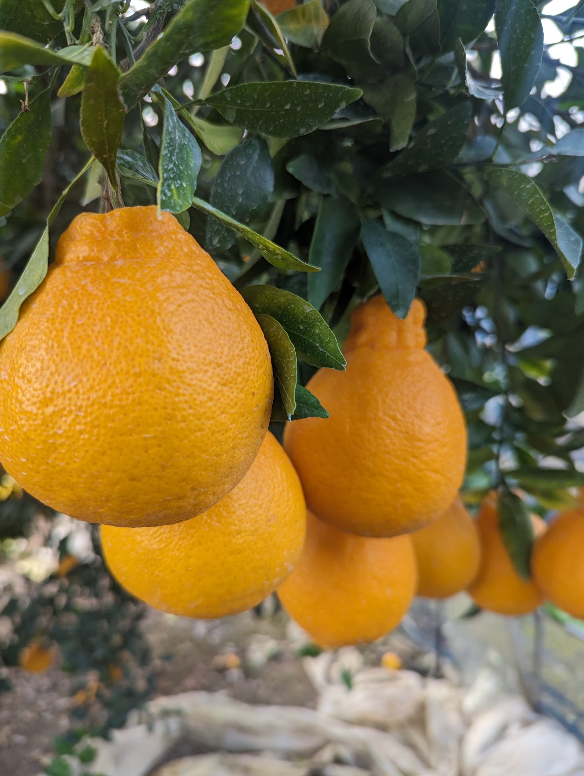 宇城市産  あーちゃん家の 不知火 5kg 【2026年4月上旬〜5月下旬発送予定】 しらぬい 柑橘 みかん ミカン 蜜柑 オレンジ 