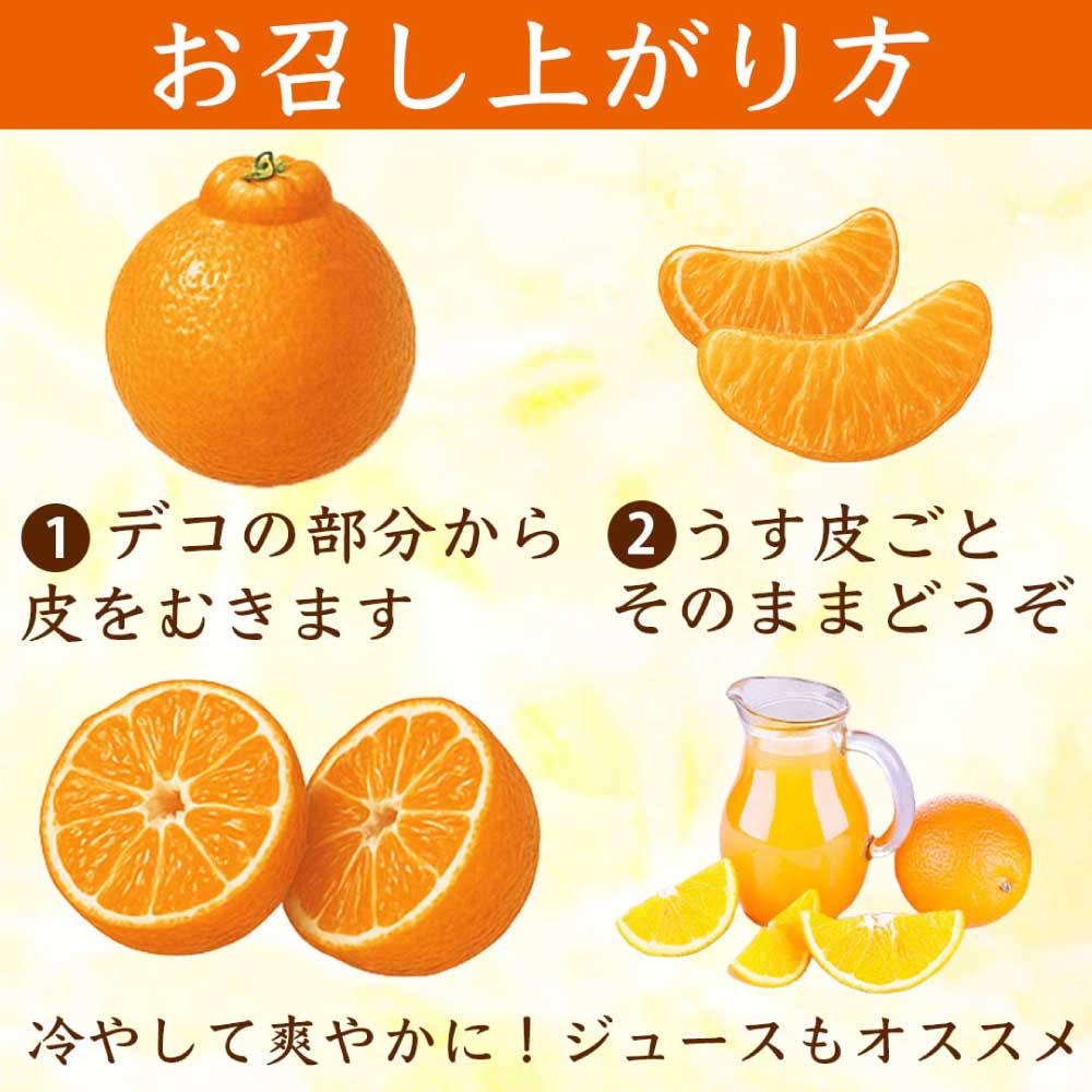 先行予約 訳あり 不知火 デコみかん 約2kg 【2027年1月下旬〜2027年3月下旬発送予定】フルーツ 果物 くだもの 柑橘 柑橘類 みかん ミカン 蜜柑 国産 熊本 熊本県 九州 宇城市 甘味 酸味 甘い プレミアム 日本フルーツ