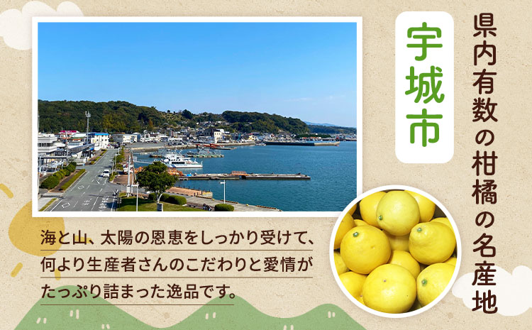 【先行予約】 熊本県宇城市産 パール柑 約10kg 【2026年2月上旬から4月中旬発送予定】文旦 柑橘 フルーツ 果物 果実 みかん 蜜柑 ミカン